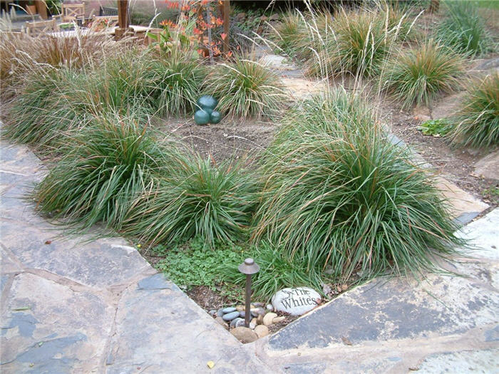 Plant photo of: Pennisetum alopecuroides 'Hameln'