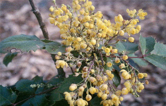 Plant photo of: Mahonia x 'Golden Abundance'