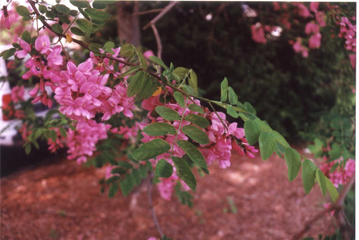Plant photo of: Robinia  'Idaho'