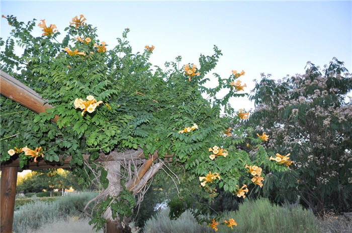 Plant photo of: Campsis radicans