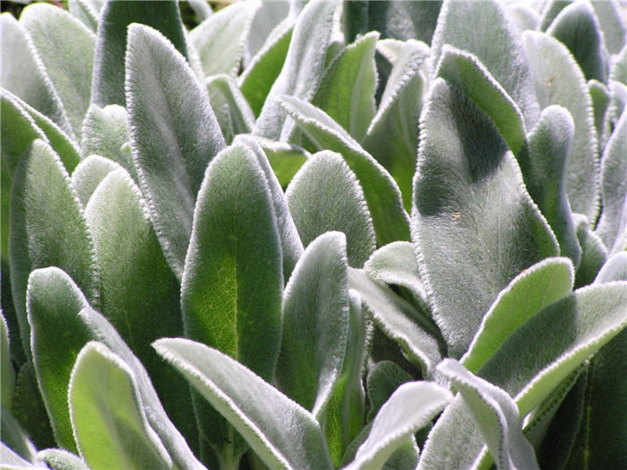 Plant photo of: Stachys byzantina