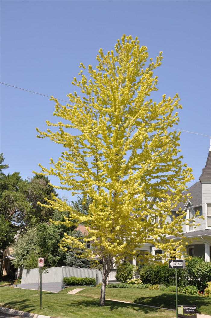 Plant photo of: Acer saccharinum