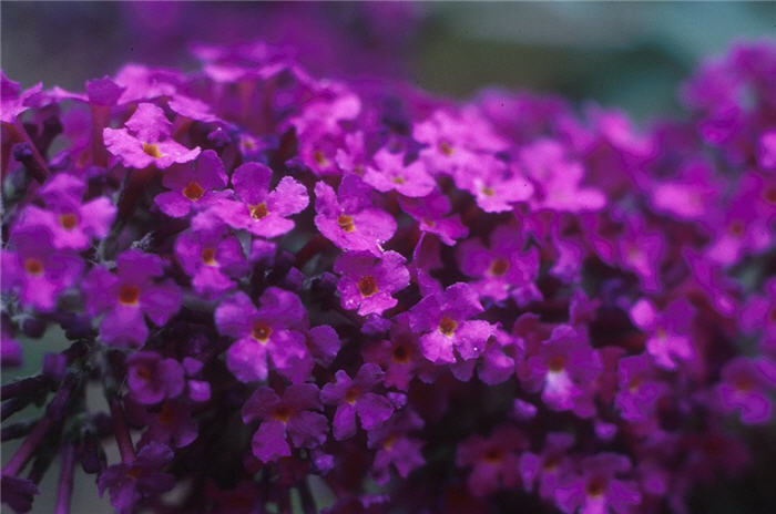 Plant photo of: Buddleja davidii