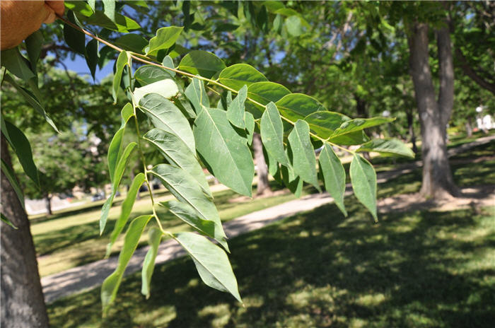 Plant photo of: Gleditsia triacanthos var. inermis