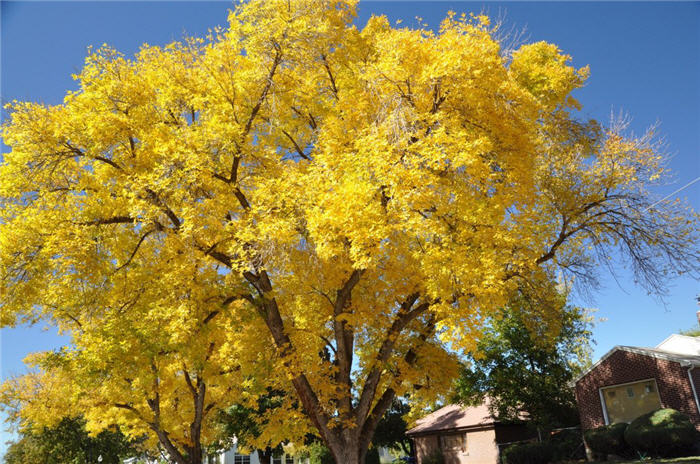 Plant photo of: Gleditsia triacanthos var. inermis