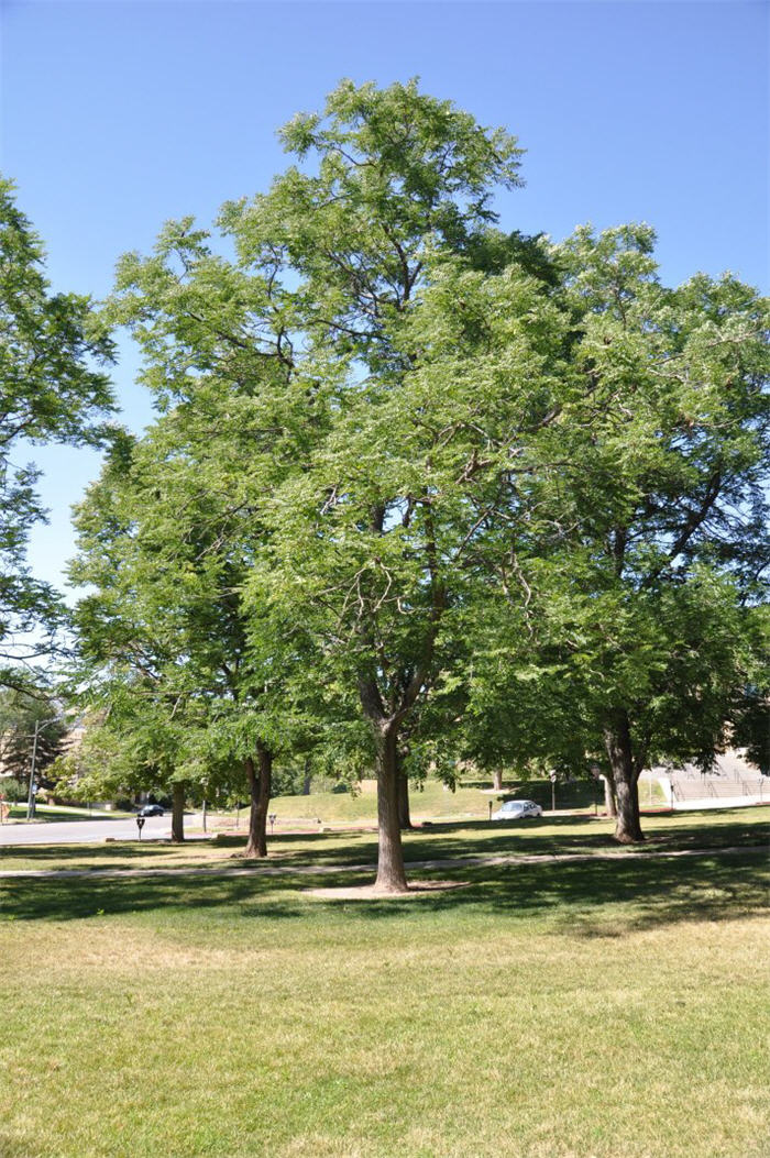 Plant photo of: Gleditsia triacanthos var. inermis