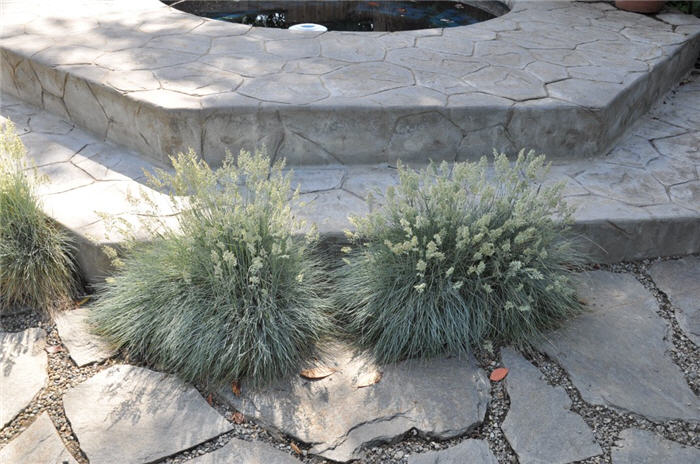 Plant photo of: Festuca cinerea 'Elijah Blue'