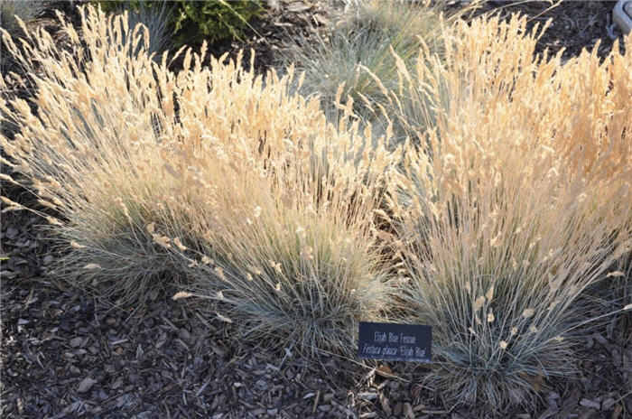 Plant photo of: Festuca cinerea 'Elijah Blue'