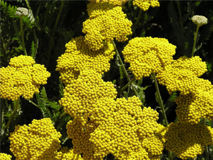 Plant photo of: Achillea filipendulina 'Cloth of Gold'