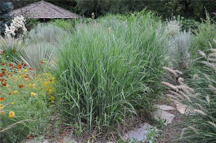 Plant photo of: Panicum virgatum 'Heavy Metal'