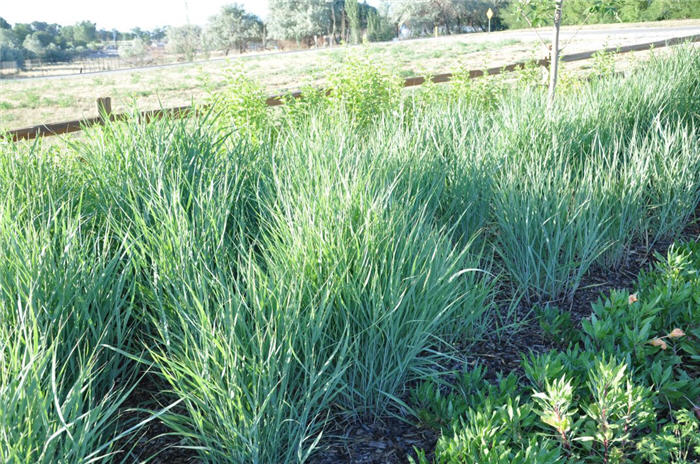 Plant photo of: Panicum virgatum 'Heavy Metal'