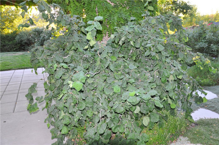 Plant photo of: Corylus avellana 'Contorta'