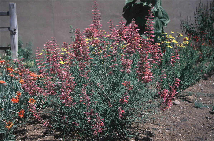 Plant photo of: Agastache rupestris