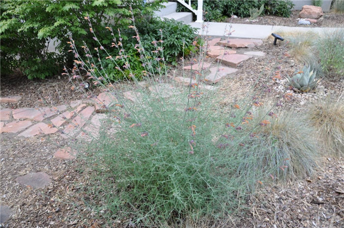 Plant photo of: Agastache rupestris