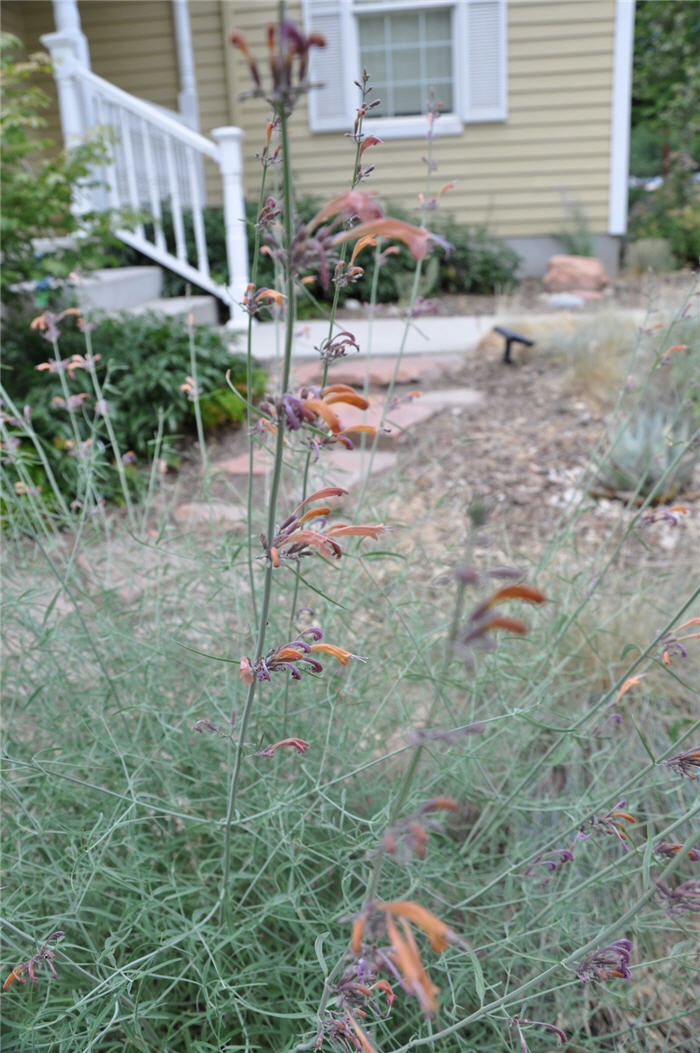 Plant photo of: Agastache rupestris