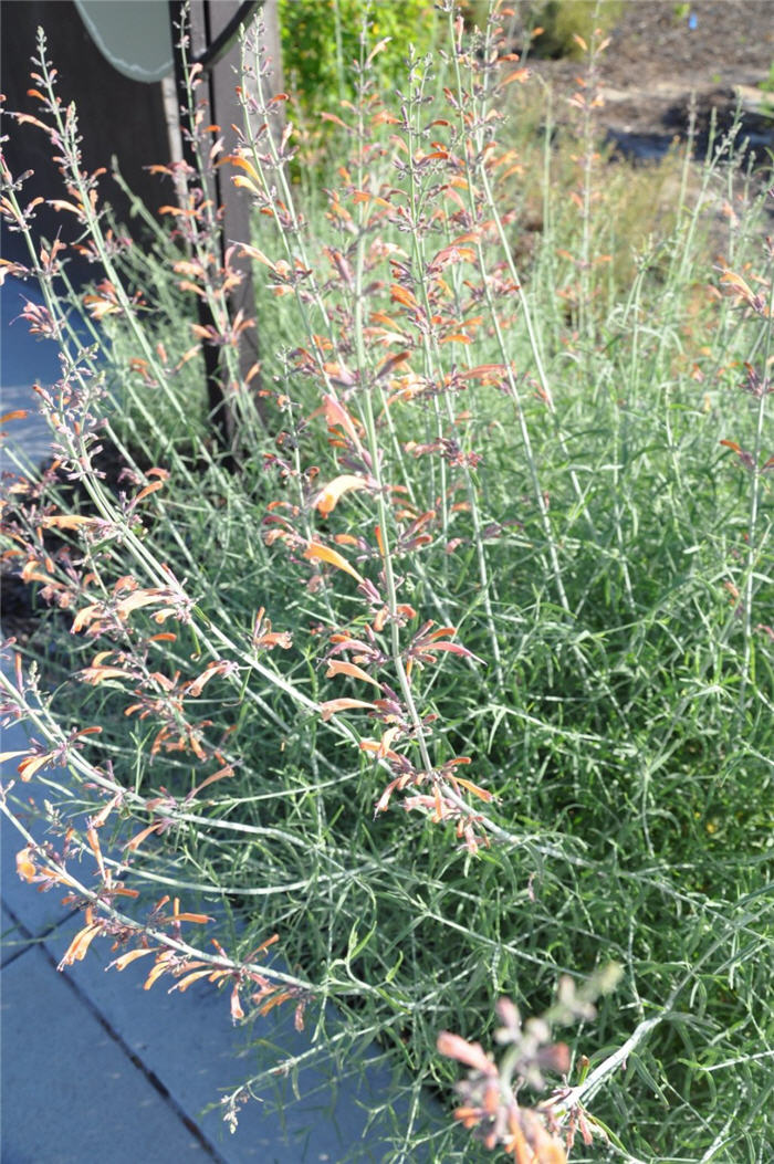 Plant photo of: Agastache rupestris