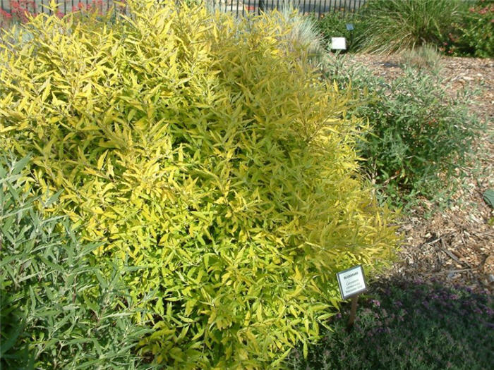 Plant photo of: Caryopteris x clandonensis 'Worcester Go