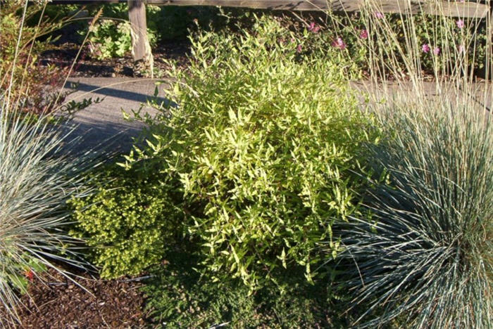 Plant photo of: Caryopteris x clandonensis 'Worcester Go