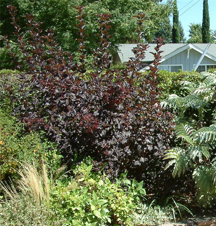 Plant photo of: Physocarpus opulifolius 'Monlo'