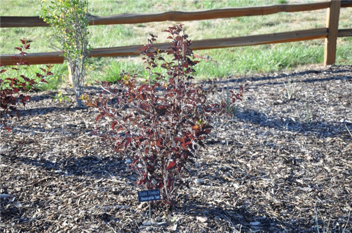 Plant photo of: Physocarpus opulifolius 'Monlo'