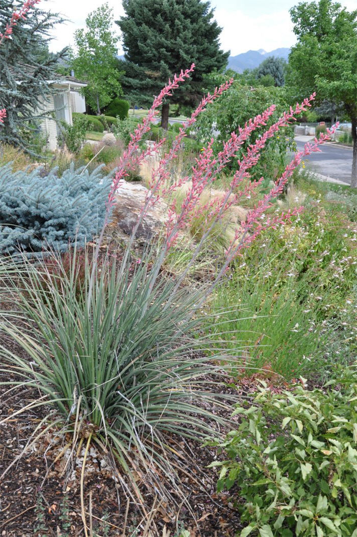 Plant photo of: Hesperaloe parviflora