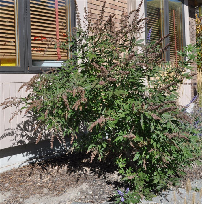 Plant photo of: Vitex agnus-castus