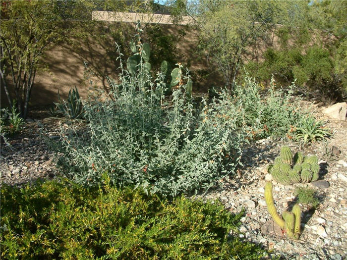 Plant photo of: Sphaeralcea ambigua