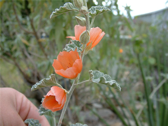 Plant photo of: Sphaeralcea ambigua