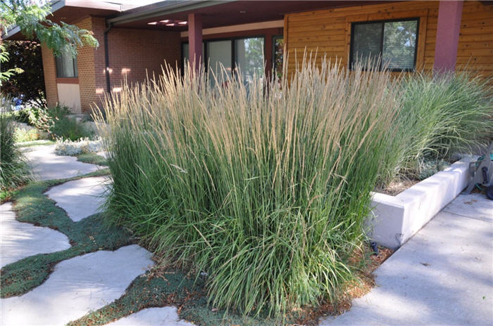 Plant photo of: Calamagrostis acutiflora 'Karl Foerster'
