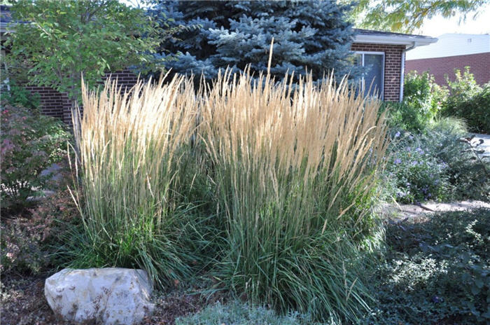 Plant photo of: Calamagrostis acutiflora 'Karl Foerster'