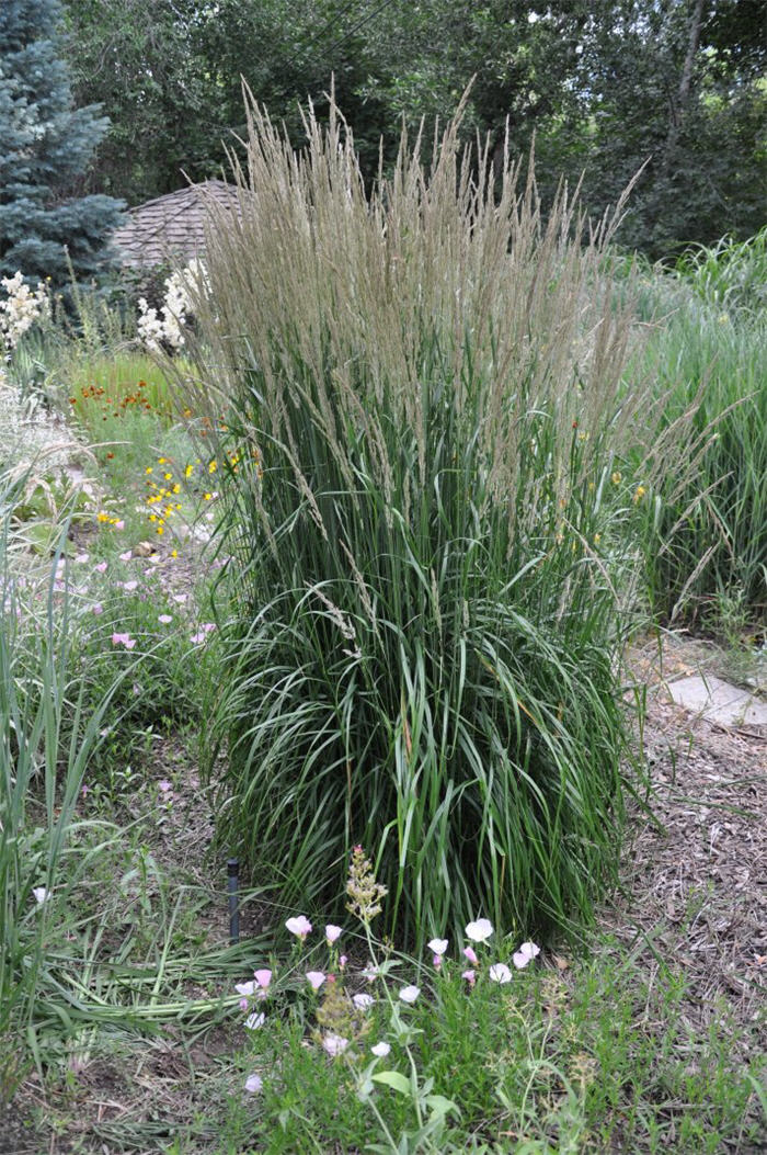 Plant photo of: Calamagrostis acutiflora 'Karl Foerster'
