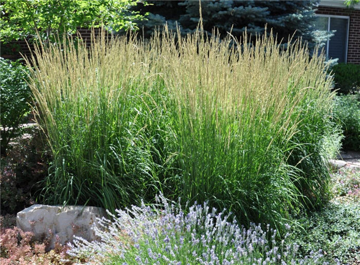 Plant photo of: Calamagrostis acutiflora 'Karl Foerster'