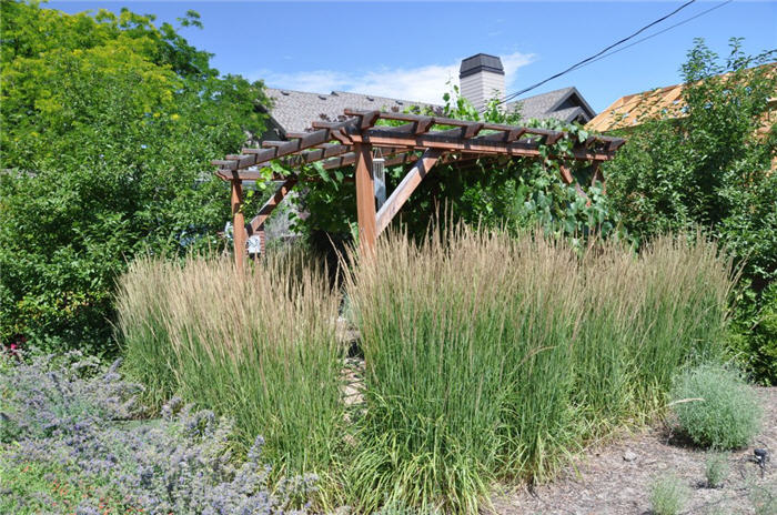 Plant photo of: Calamagrostis acutiflora 'Karl Foerster'