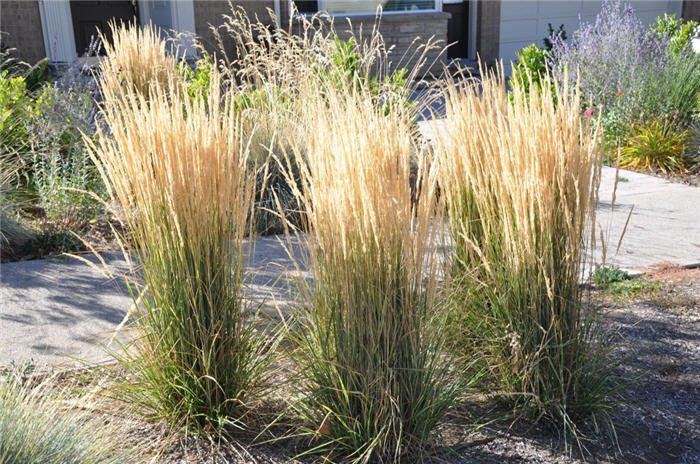 Plant photo of: Calamagrostis acutiflora 'Karl Foerster'