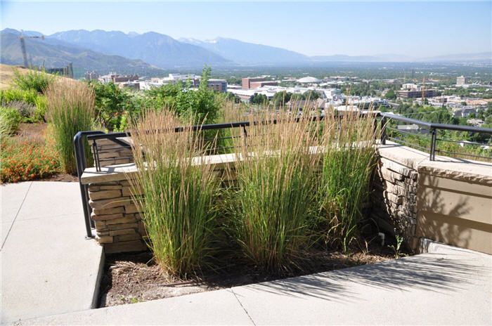 Plant photo of: Calamagrostis acutiflora 'Karl Foerster'