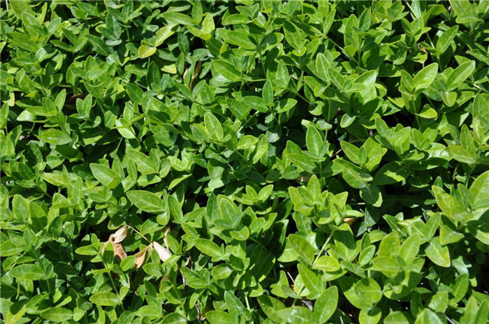 Plant photo of: Vinca minor