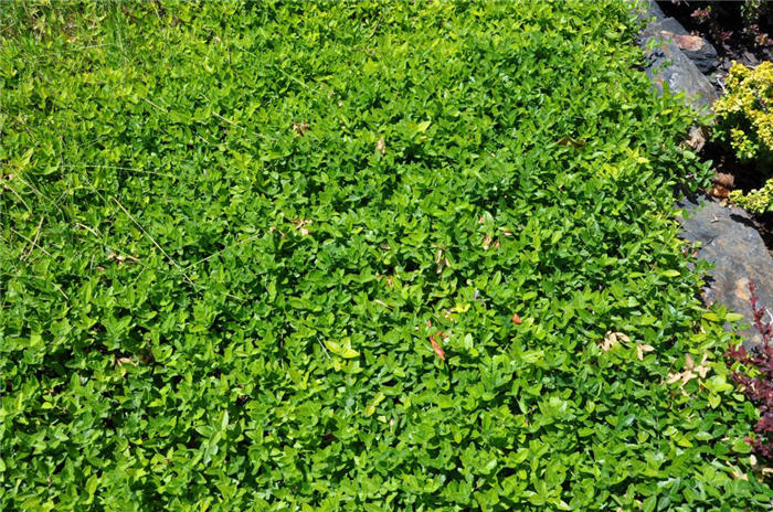 Plant photo of: Vinca minor