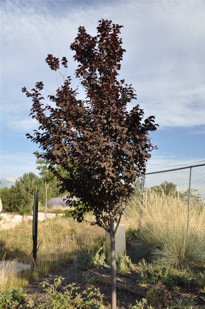Plant photo of: Prunus cerasifera 'Krauter Vesuvius'