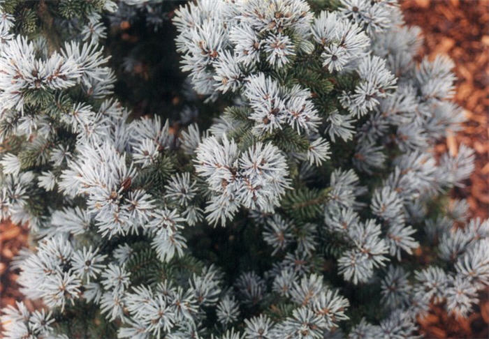 Plant photo of: Picea pungens 'Globosa'