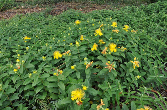 Plant photo of: Hypericum calycinum