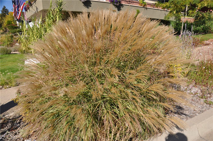 Plant photo of: Miscanthus sinensis 'Adagio'