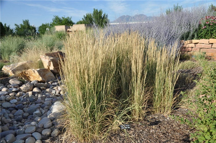 Plant photo of: Calamagrostis x acutiflora 'Overdam'