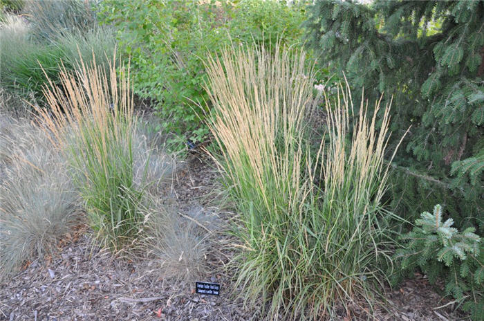 Plant photo of: Calamagrostis x acutiflora 'Overdam'