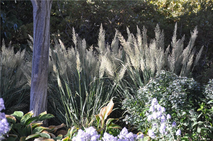 Plant photo of: Calamagrostis x acutiflora 'Overdam'