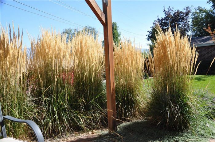 Plant photo of: Calamagrostis x acutiflora 'Overdam'