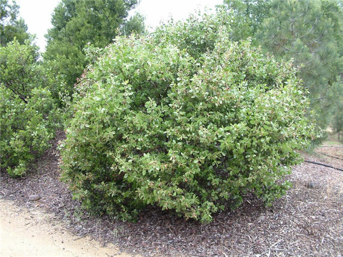 Plant photo of: Arctostaphylos patula