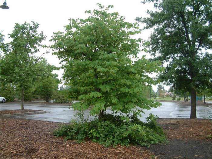 Plant photo of: Cercis canadensis