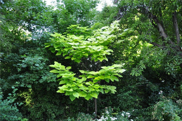 Plant photo of: Cercis canadensis