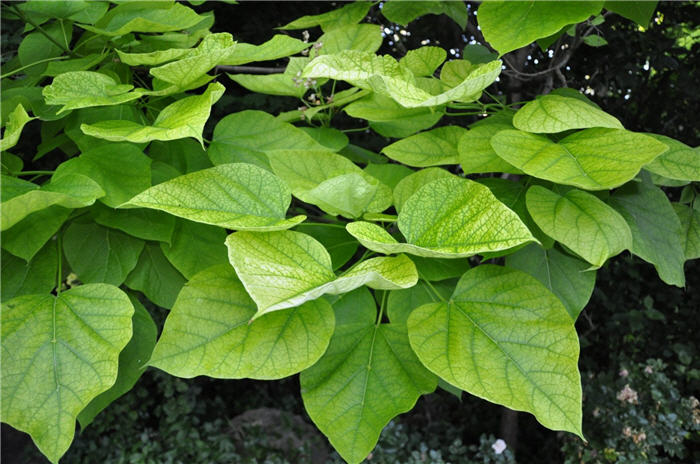 Plant photo of: Cercis canadensis