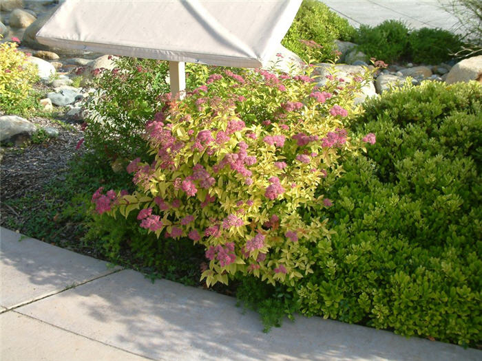 Plant photo of: Spiraea x bumalda 'Goldflame'